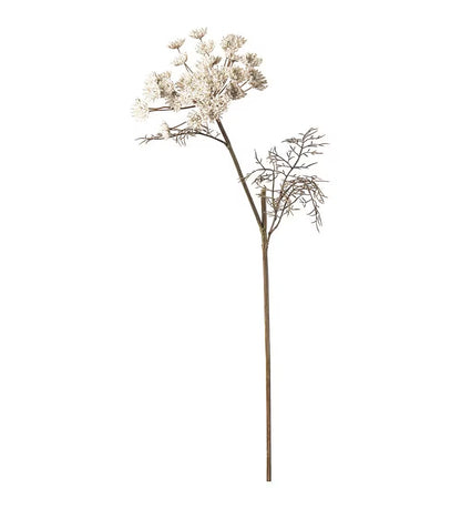 Vildmorot krem 70 cm