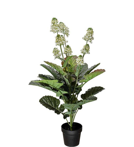 Cole Blomma i potte 105 cm
