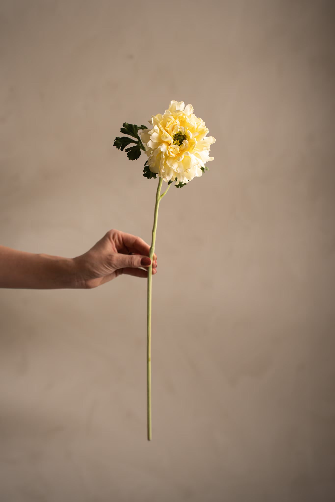 Buttercup yellow 60 cm