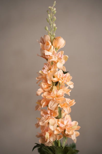 Delphinium fersken 75 cm