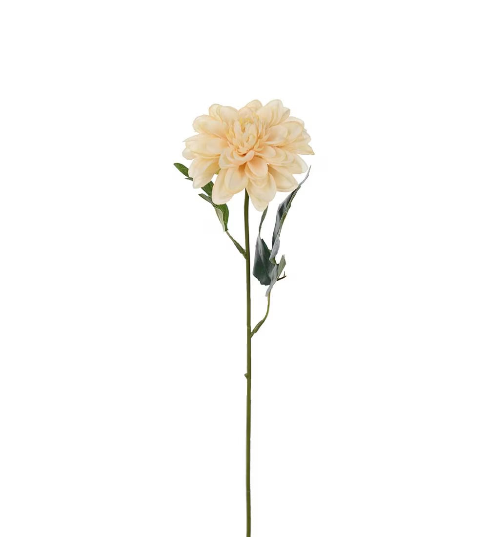 Zinnia beige 45 cm
