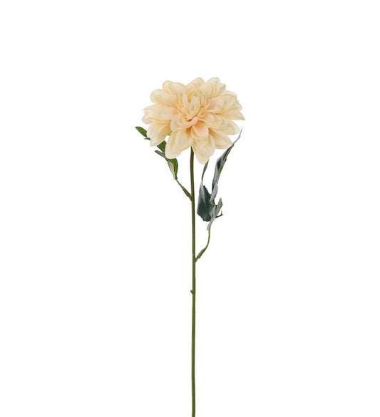 Zinnia beige 45 cm
