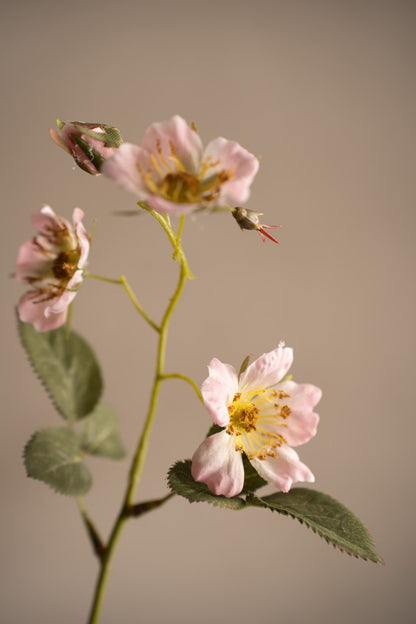 Japansk klatrerose rosa 35 cm