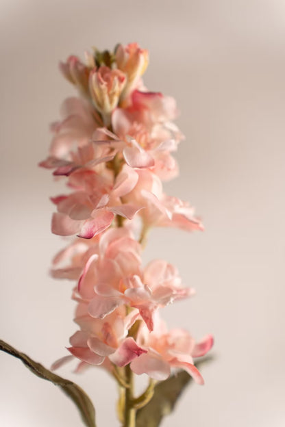 Levkøy rosa 53 cm