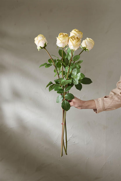 White rose 75 cm
