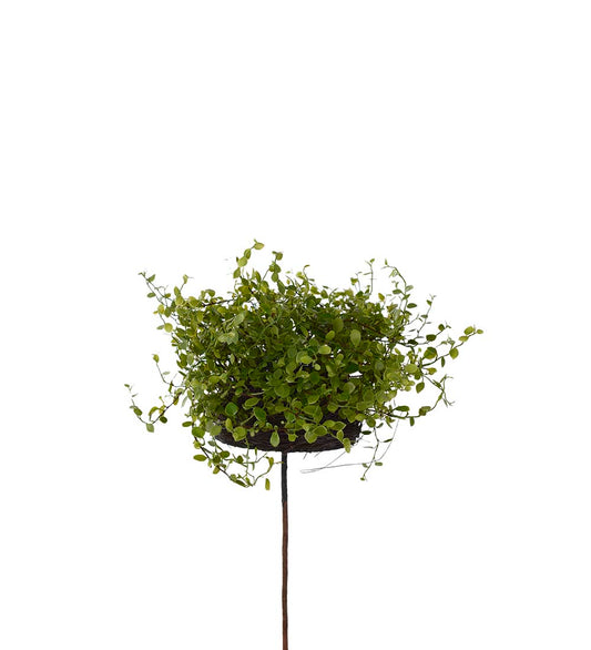 Muehlenbeckia i potte 28 cm