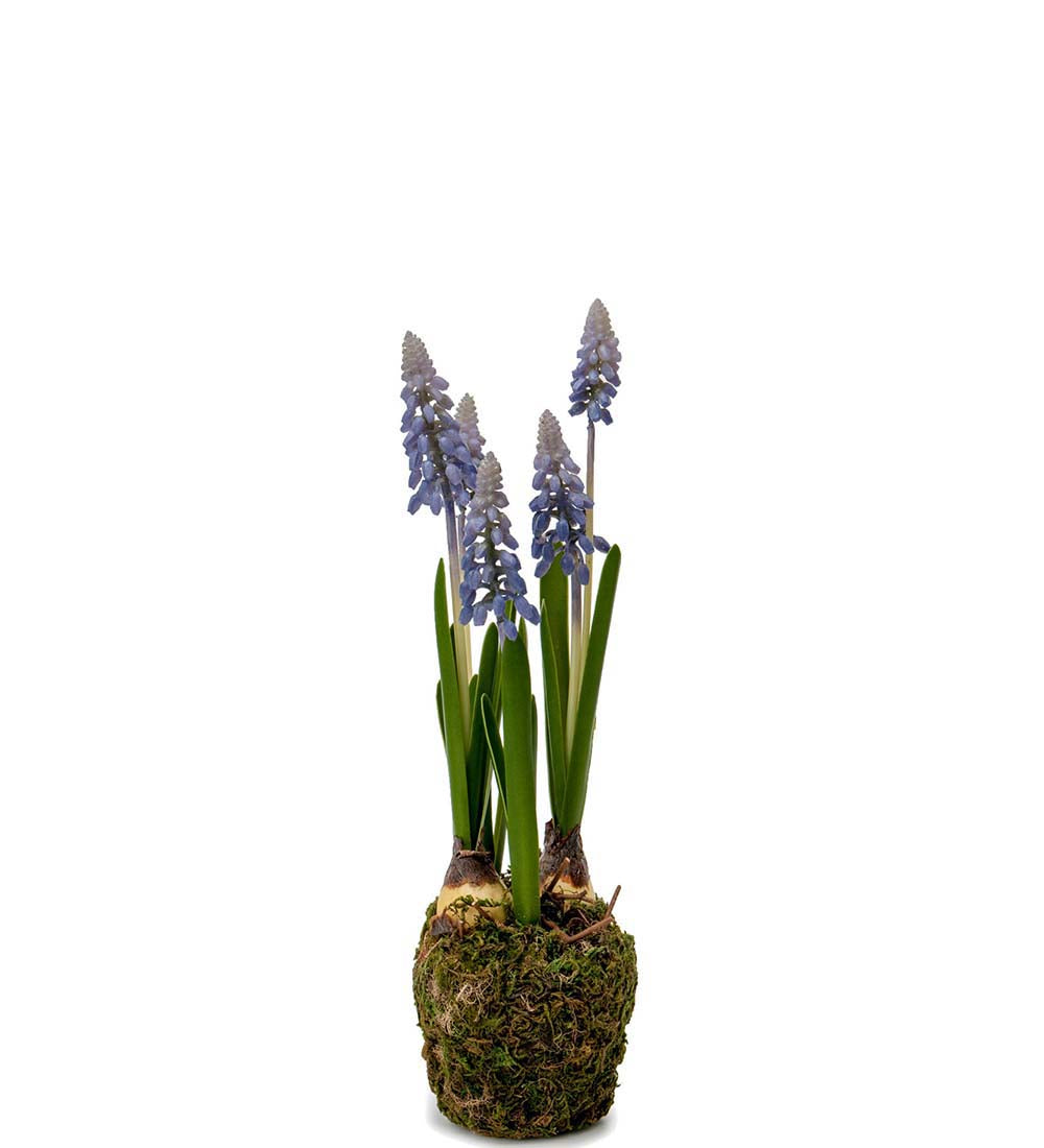 Perlehyasint blå 25 cm
