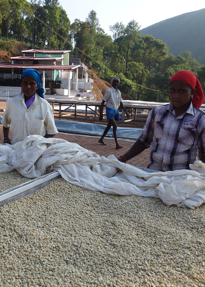 India Merthi Mountain kaffe hele bønner 250 gram
