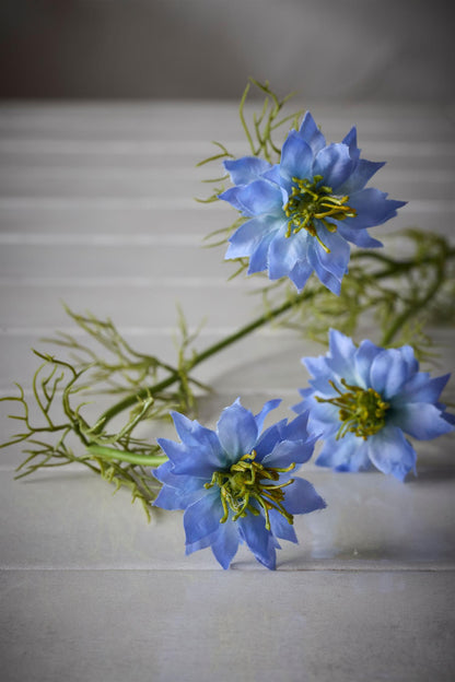 Nigella blå 60 cm