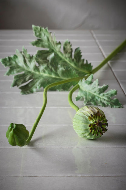 Valmuekapsel grønn 75 cm