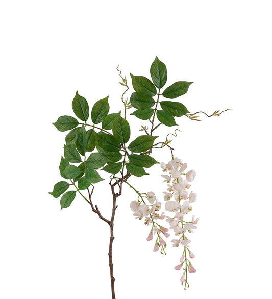 Wisteria rosa 100 cm