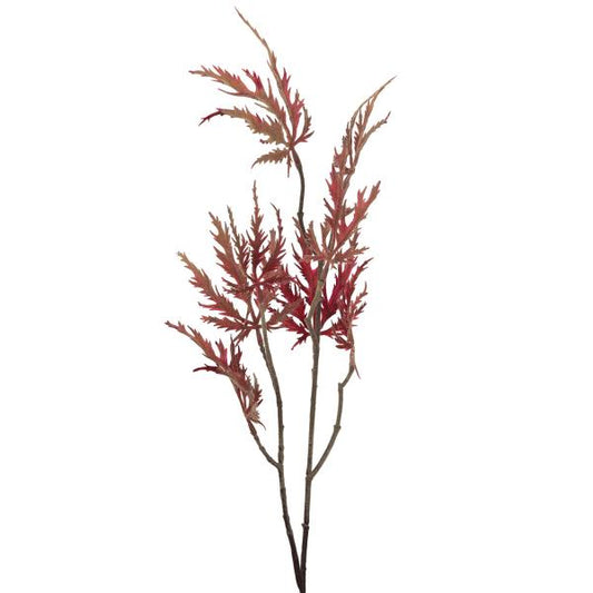 Japansk lønn 75 cm