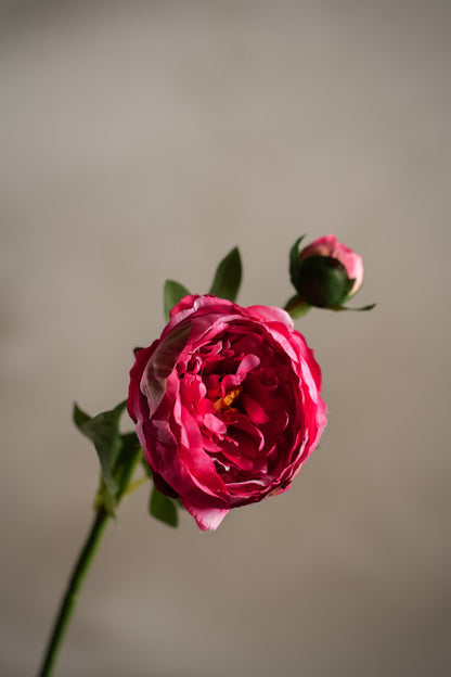Peon fuchsia rosa 58 cm