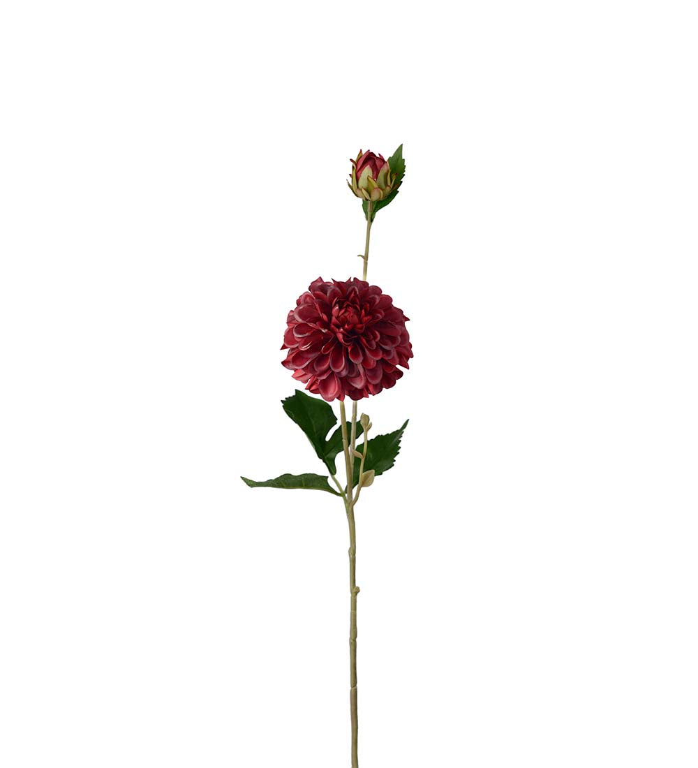 Dahlia burgunder 66 cm