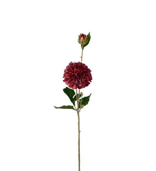 Dahlia burgunder 66 cm