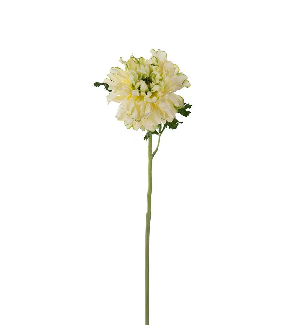 Ranunculus green 60 cm