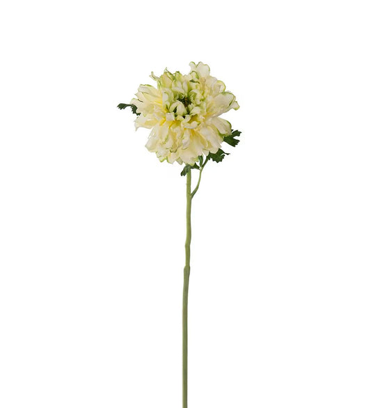 Ranunculus green 60 cm