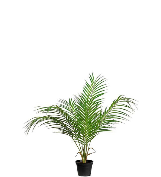 Bergspalme i potte 55 cm