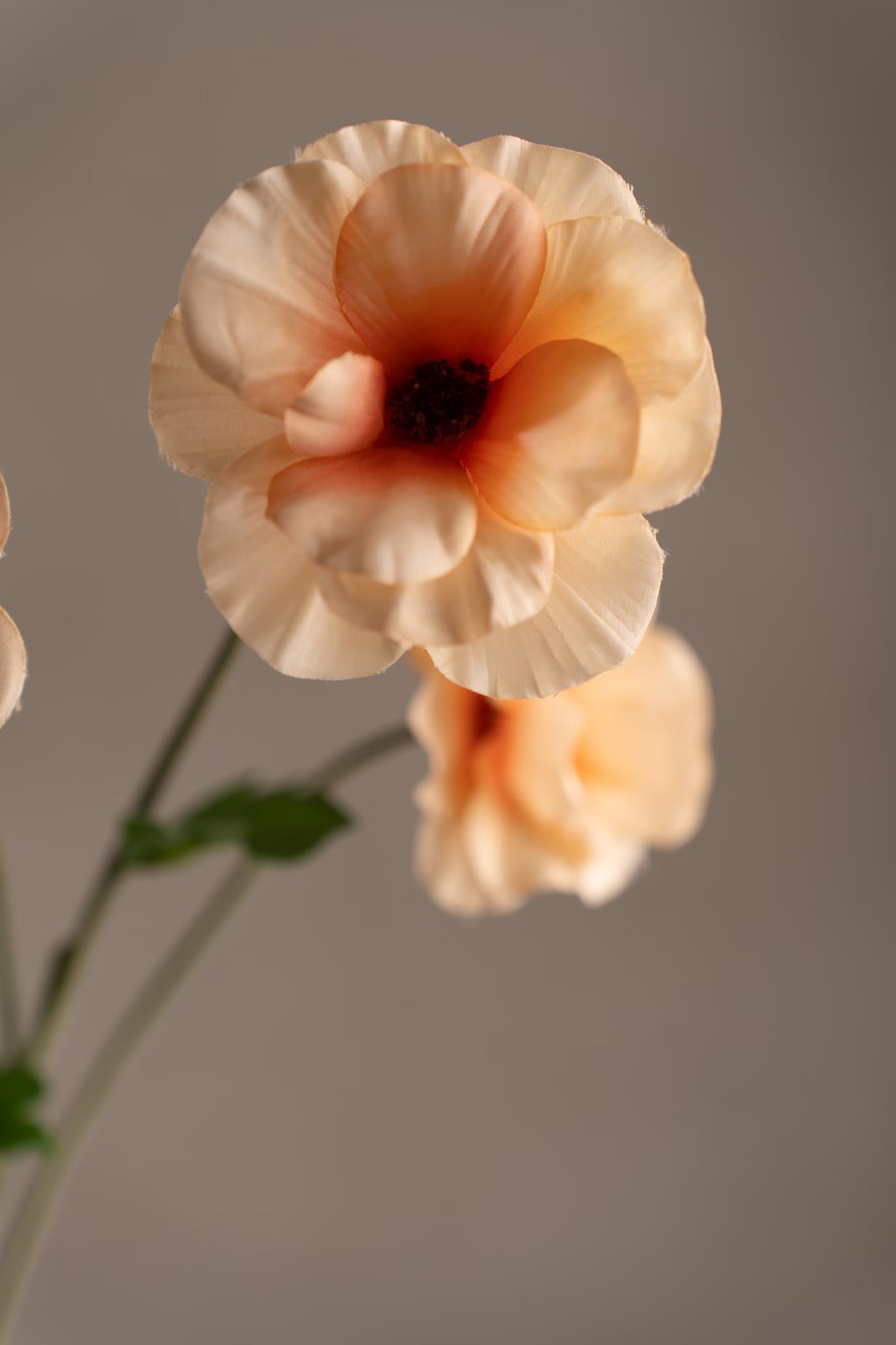 Japanese ranunculus peach 62 cm