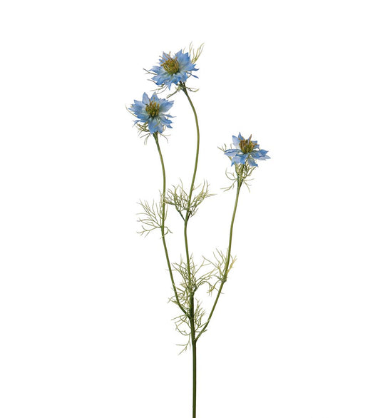 Nigella blå 60 cm