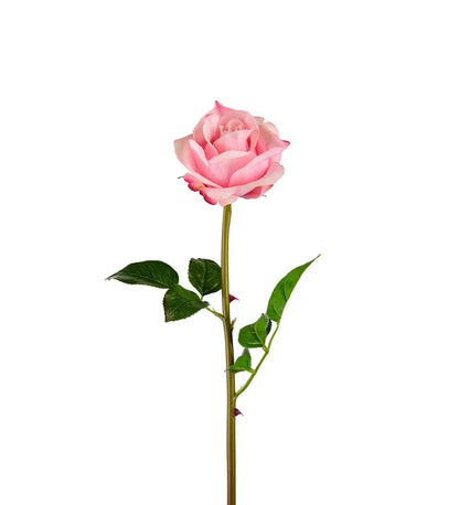 Rose rosa 65 cm