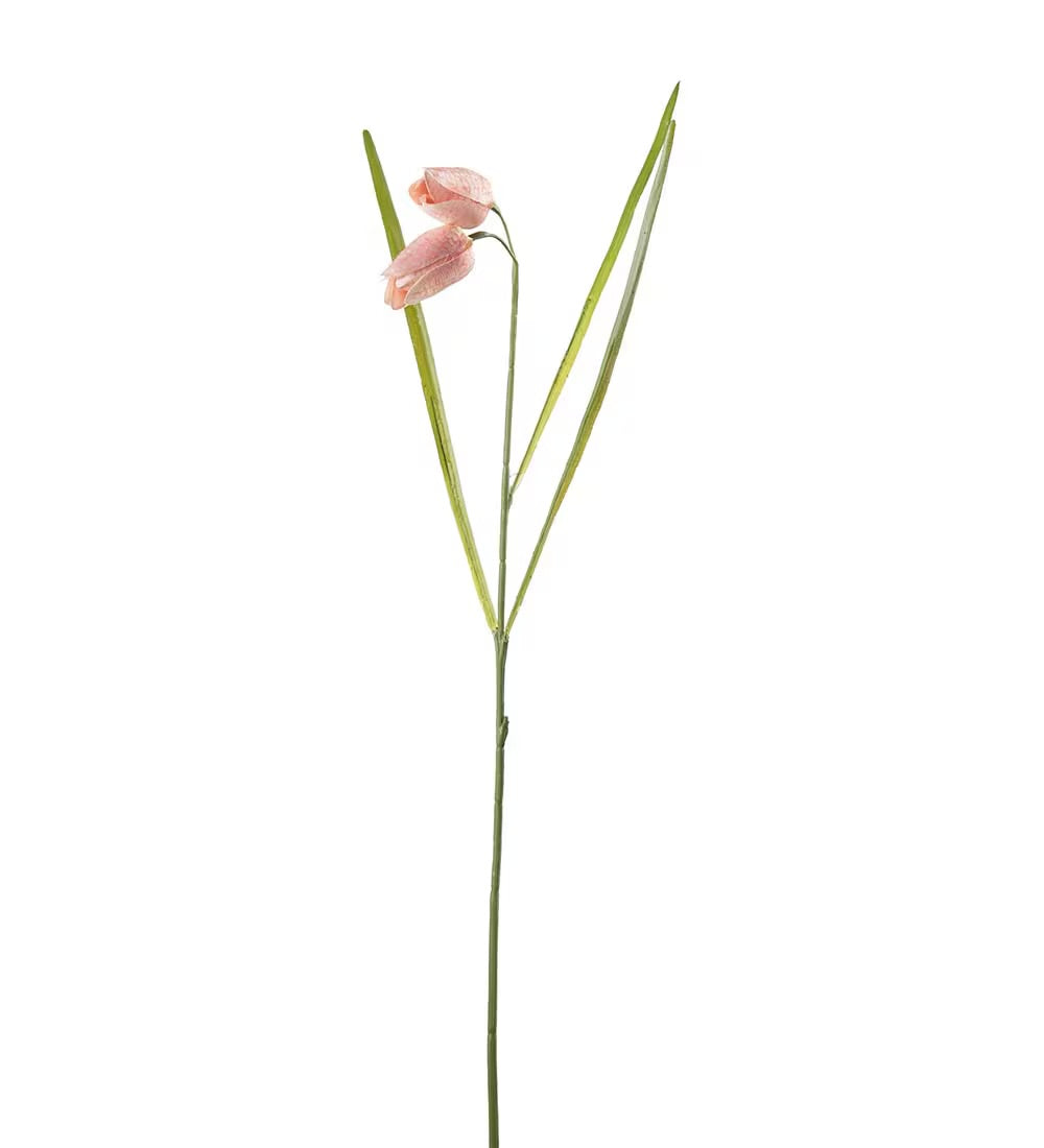 Frittilaria rosa 50 cm