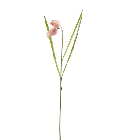 Frittilaria rosa 50 cm