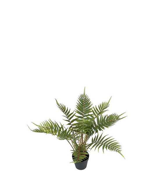 Ormbunke i potte 50 cm