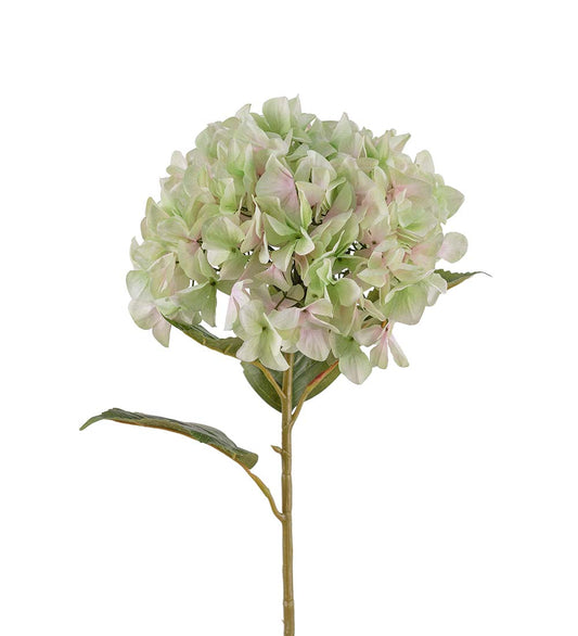 Hydrangea lime 110 cm