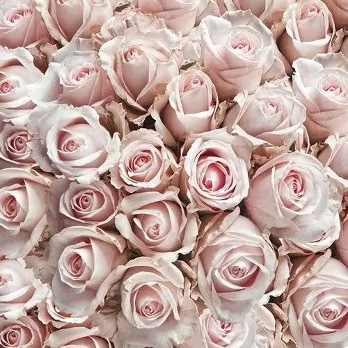 Serviett lunch pastel roses