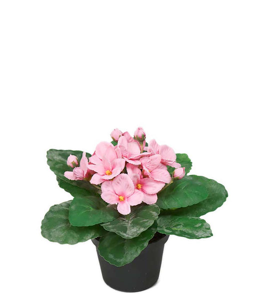 St. Paula rosa i potte 15 cm
