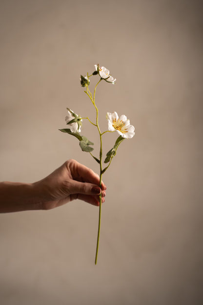 Japanese climbing rose white 35 cm