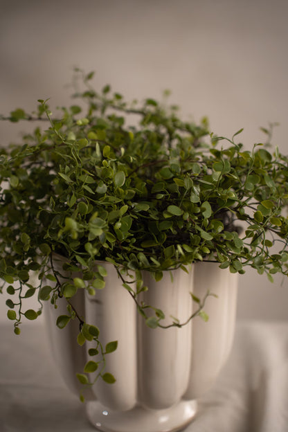 Muehlenbeckia i potte 28 cm