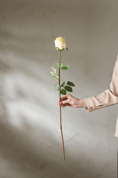 White rose 75 cm