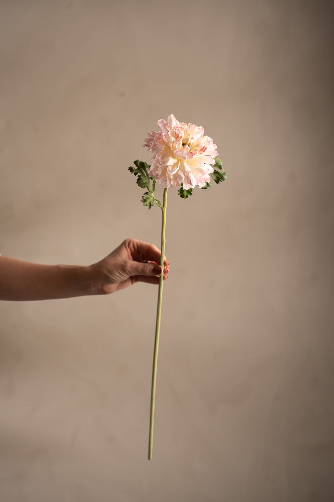Ranunculus pink 60 cm