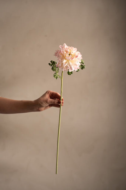 Ranunculus pink 60 cm