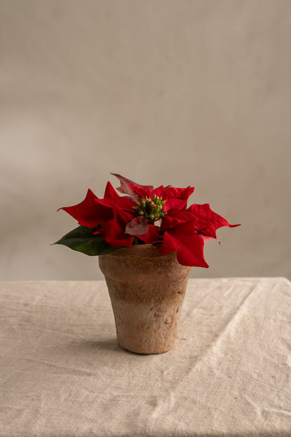 Poinsettia red in pot 10 cm