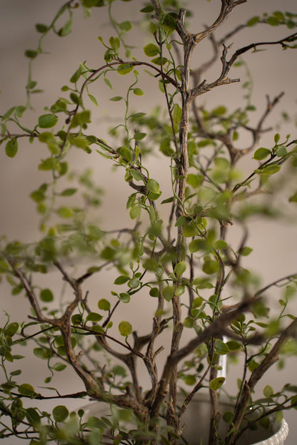 Muehlenbeckia in a pot 70 cm